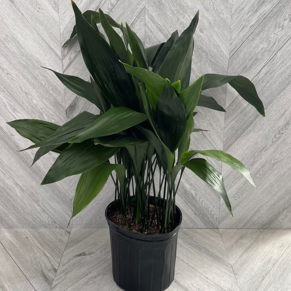 cast iron plant 10 inch cast iron plant 10 inch