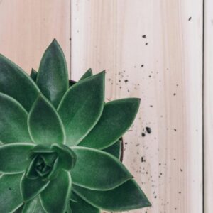 pexels photo 1903977 1903977