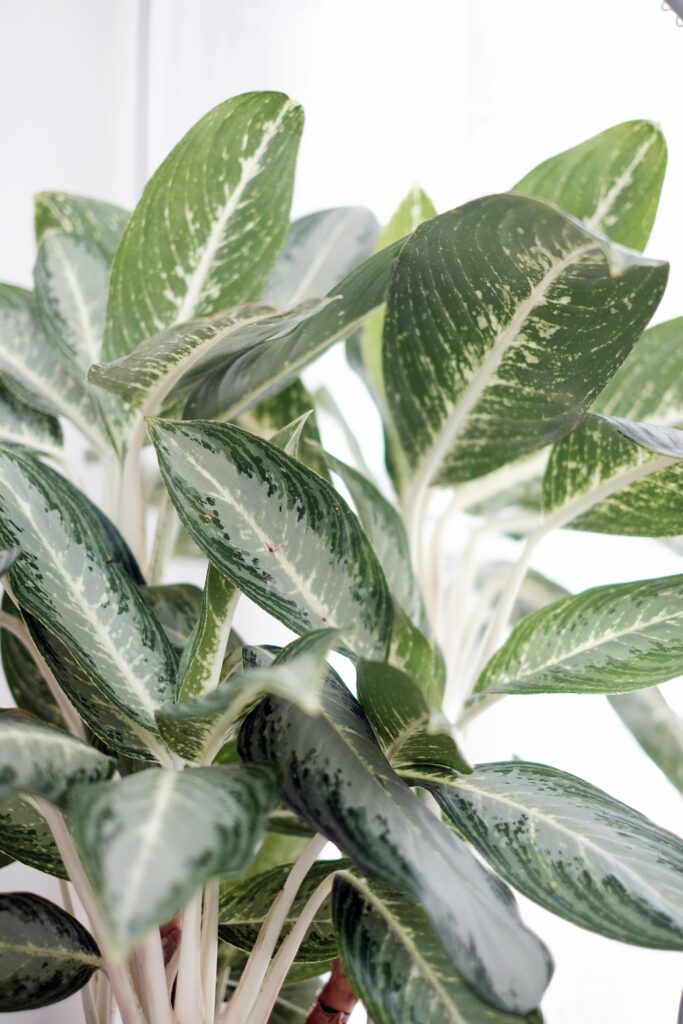pexels photo 12243538 12243538 Detailed close-up of green variegated plant leaves, showcasing natural patterns.