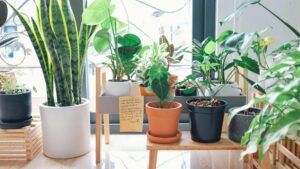 Collection of vibrant houseplants in pots by a window, enhancing indoor decor.