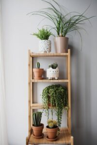 A minimalist wooden shelf displaying various indoor potted plants against a neutral background.