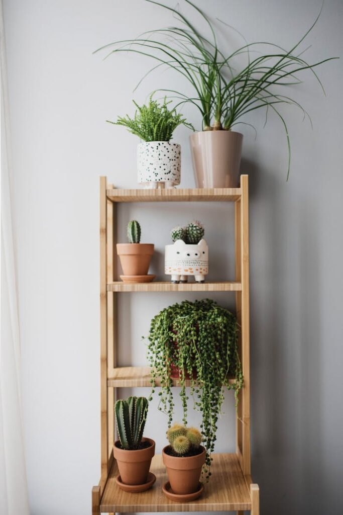 A minimalist wooden shelf displaying various indoor potted plants against a neutral background.