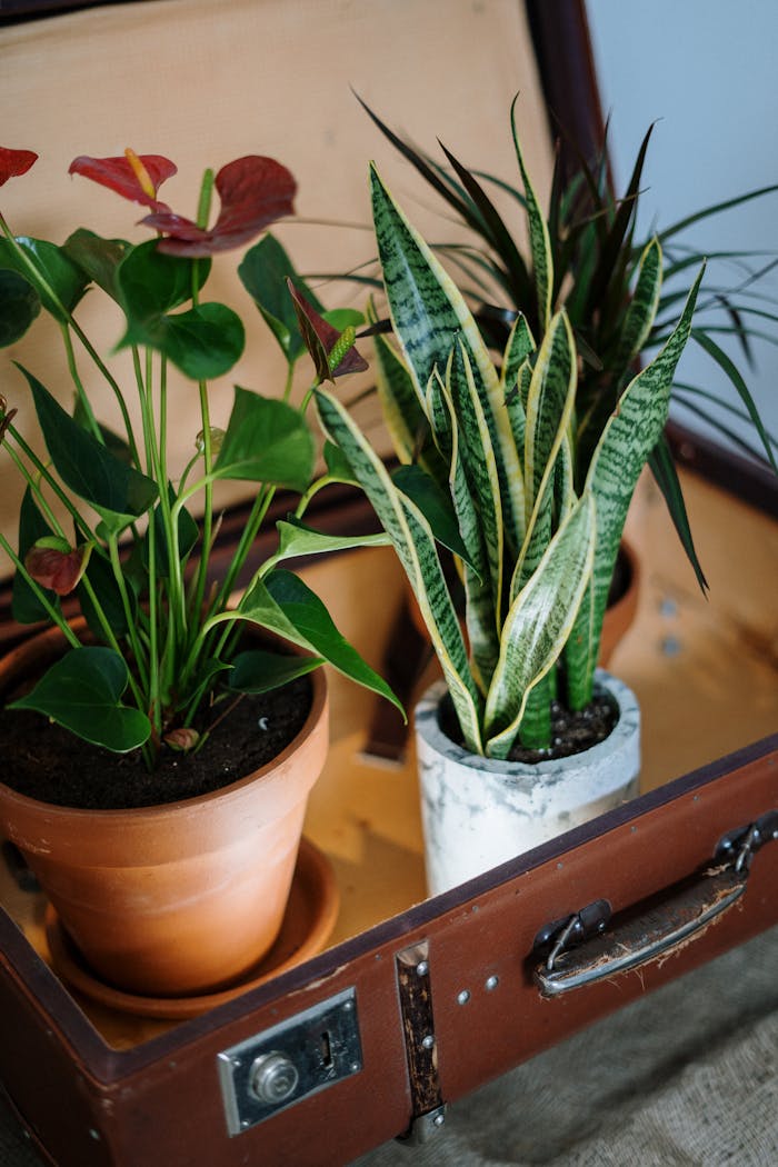 A creative display of potted indoor plants inside a vintage suitcase, showcasing home gardening ideas.