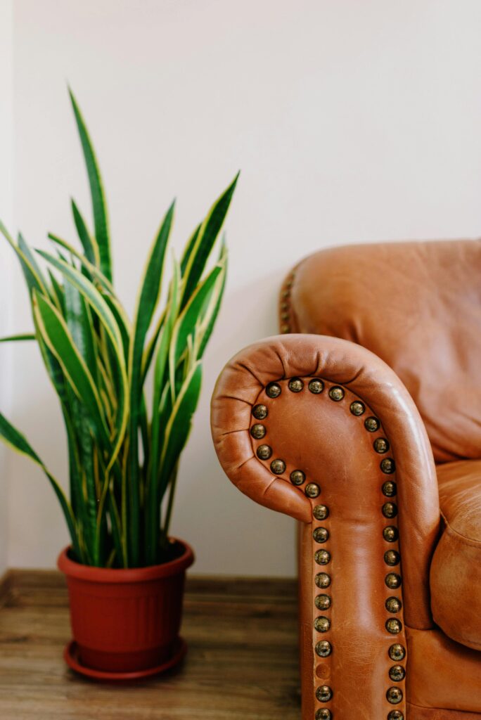 pexels photo 4740500 4740500 Bright cozy couch with metal rivets near green plant in pot on wooden floor at home