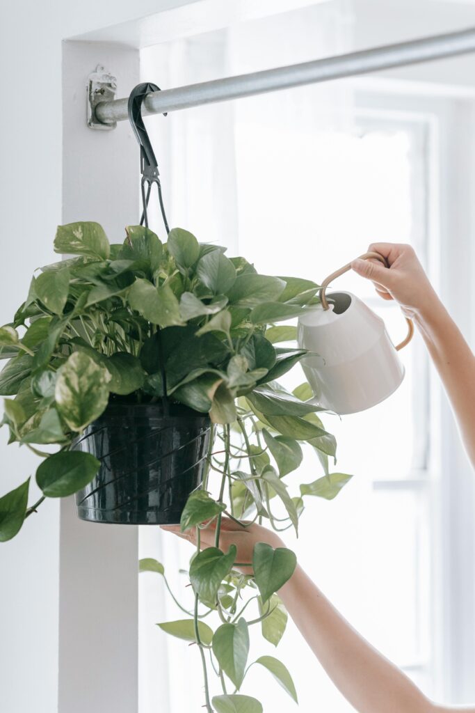 pexels photo 6913818 6913818 Crop anonymous person with watering can pouring water into flowerpot with green plants hanging on rack in light room with window
