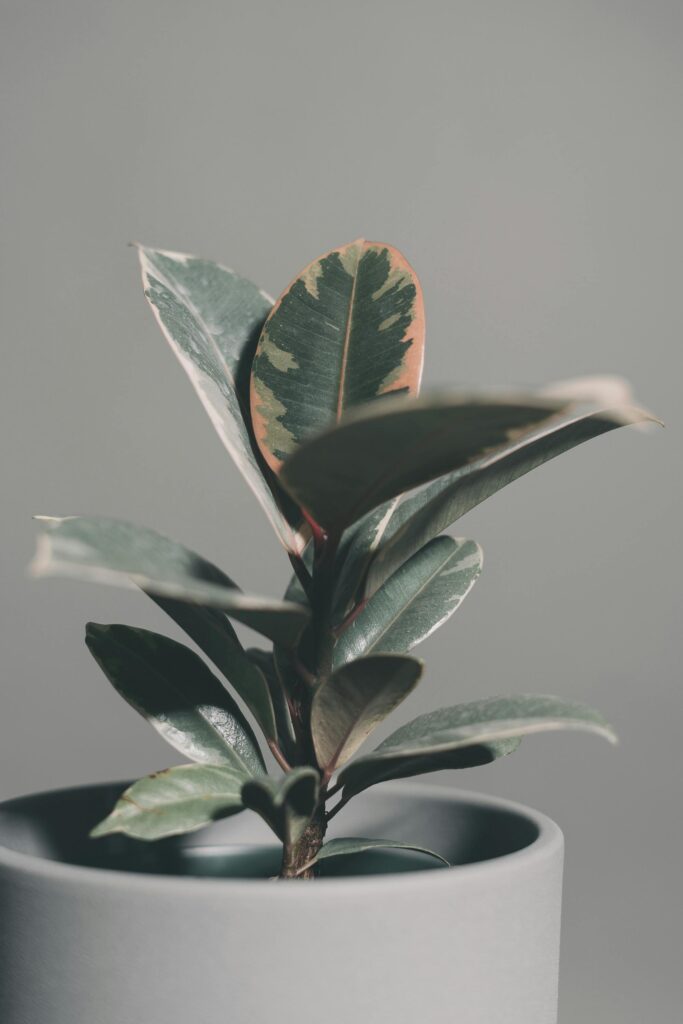 pexels photo 7150411 7150411 Elegant close-up of a rubber plant with variegated leaves in a minimalist pot.